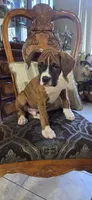 Simba, a male Boxer for sale in Ontario, CA – 8 of 10