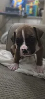Rex, a male Boxer for sale in Ontario, CA – 4 of 4
