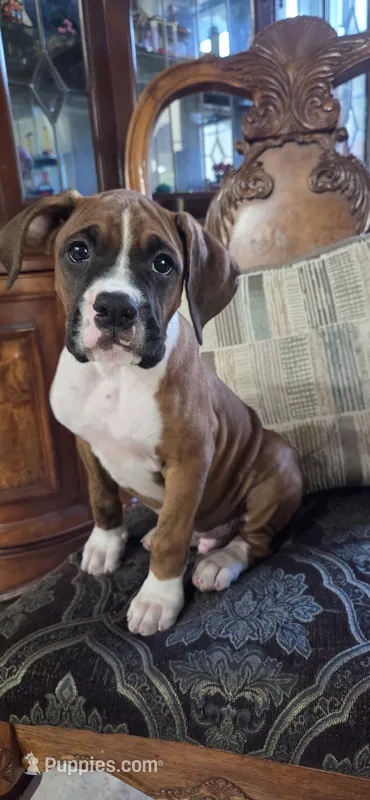 Simba – Boxer puppy for sale in Ontario, CA