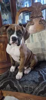 Simba, a male Boxer for sale in Ontario, CA – 1 of 10