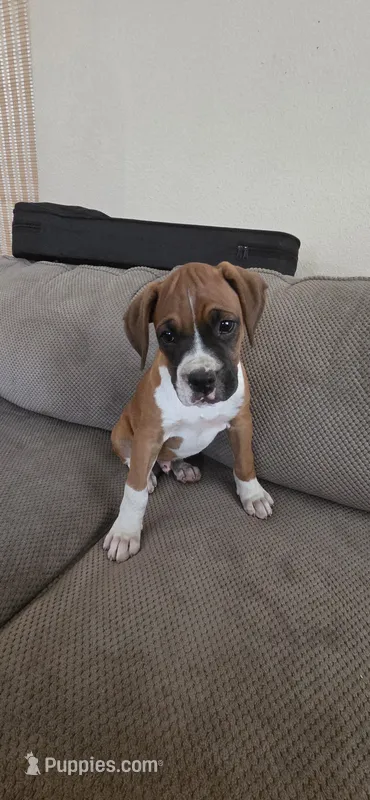 Bolt – Boxer puppy for sale in Ontario, CA