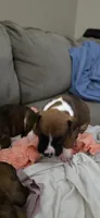 Simba, a male Boxer for sale in Ontario, CA – 3 of 3