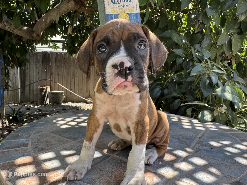 Rex – Boxer puppy for sale in Ontario, CA