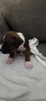 Aurora, a female Boxer for sale in Ontario, CA – 3 of 7