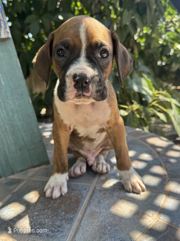 Simba – Boxer puppy for sale in Ontario, CA