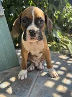 Simba, a male Boxer for sale in Ontario, CA – 7 of 10