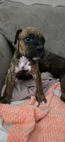 Slinky, a male Boxer for sale in Ontario, CA – 2 of 3