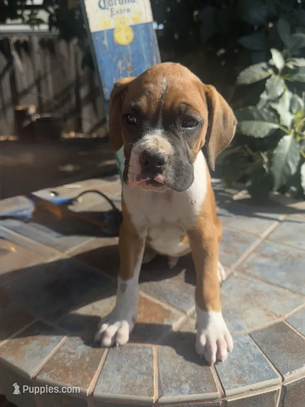 Bolt – Boxer puppy for sale in Ontario, CA