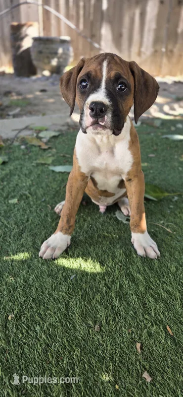 Simba – Boxer puppy for sale in Ontario, CA