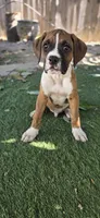 Simba, a male Boxer for sale in Ontario, CA – 6 of 10