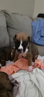 Simba, a male Boxer for sale in Ontario, CA – 2 of 3