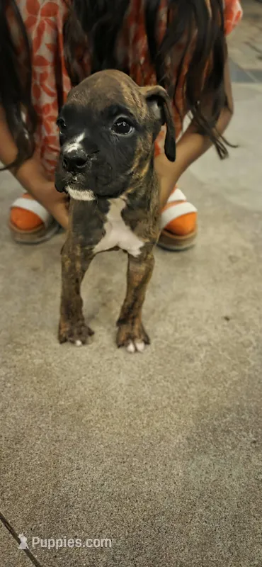 Slinky – Boxer puppy for sale in Ontario, CA