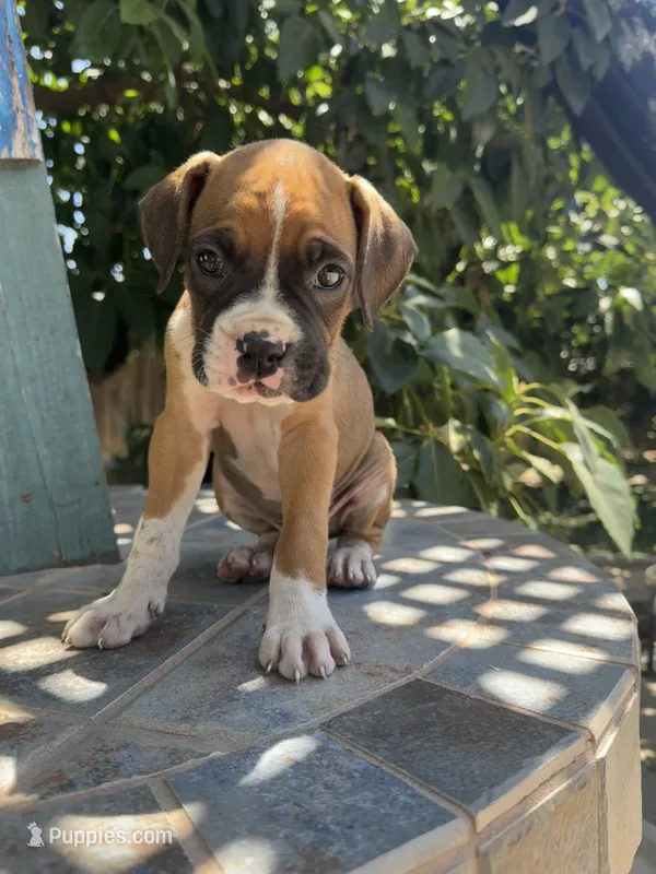 Bolt – Boxer puppy for sale in Ontario, CA