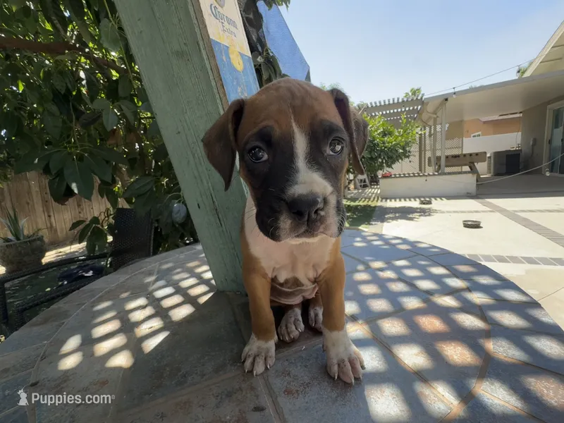 Aurora – Boxer puppy for sale in Ontario, CA