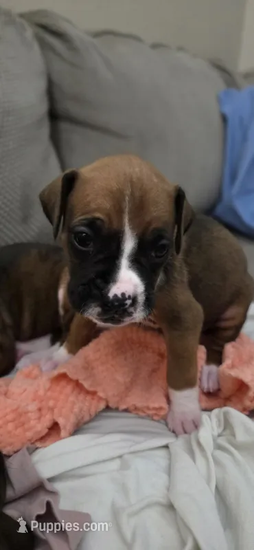 Simba – Boxer puppy for sale in Ontario, CA