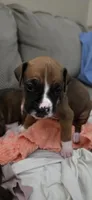 Simba, a male Boxer for sale in Ontario, CA – 1 of 3
