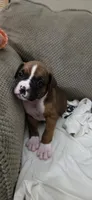 Aurora, a female Boxer for sale in Ontario, CA – 5 of 7