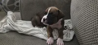 Rex, a male Boxer for sale in Ontario, CA – 2 of 4