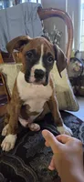 Simba, a male Boxer for sale in Ontario, CA – 4 of 10