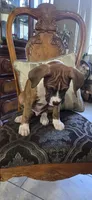 Simba, a male Boxer for sale in Ontario, CA – 2 of 10