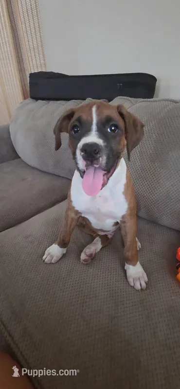 Simba – Boxer puppy for sale in Ontario, CA
