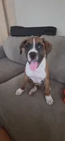 Simba, a male Boxer for sale in Ontario, CA – 5 of 10