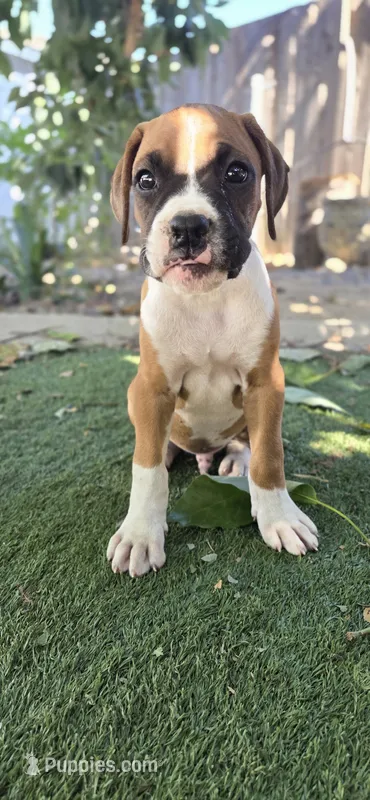 Bolt – Boxer puppy for sale in Ontario, CA