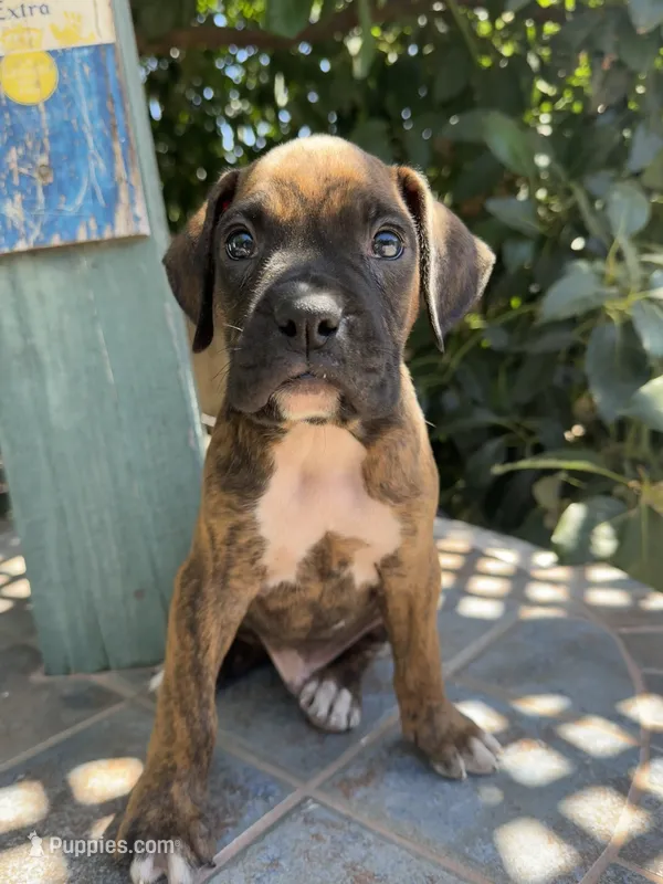 Sully – Boxer puppy for sale in Ontario, CA