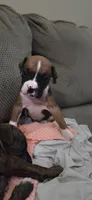 Bolt, a male Boxer for sale in Ontario, CA – 2 of 2