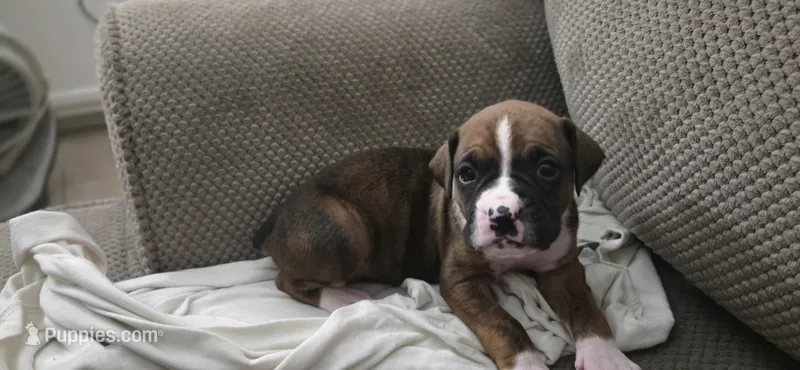 Rex – Boxer puppy for sale in Ontario, CA