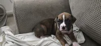 Rex, a male Boxer for sale in Ontario, CA – 1 of 4