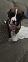 Aurora, a female Boxer for sale in Ontario, CA – 4 of 7