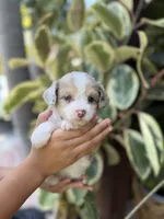 Diva, a female Aussiedoodle for sale in Los Angeles, CA – 3 of 8