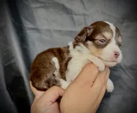 Twix , a female Miniature Aussiedoodle for sale in Los Angeles, CA – 2 of 3