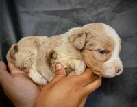 Maximus, a male Miniature Aussiedoodle for sale in Los Angeles, CA – 3 of 3