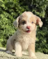 Diva, a female Aussiedoodle and Poodle - Toy  for sale in Los Angeles, CA – 4 of 5