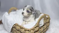 Poppy, a female Poodle - Toy  and Miniature Australian Shepherd for sale in Los Angeles, CA – 6 of 6