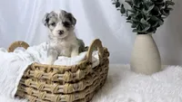 Poppy, a female Poodle - Toy  and Miniature Australian Shepherd for sale in Los Angeles, CA – 2 of 6