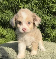 Diva, a female Aussiedoodle and Poodle - Toy  for sale in Los Angeles, CA – 2 of 5