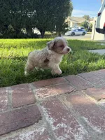 Maximus, a male Miniature Aussiedoodle for sale in Los Angeles, CA – 2 of 4