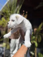 Luna, a female French Bulldog and Poodle - Toy  for sale in Los Angeles, CA – 4 of 6