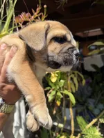 Smoky, a male French Bulldog and Poodle - Toy  for sale in Los Angeles, CA – 4 of 5
