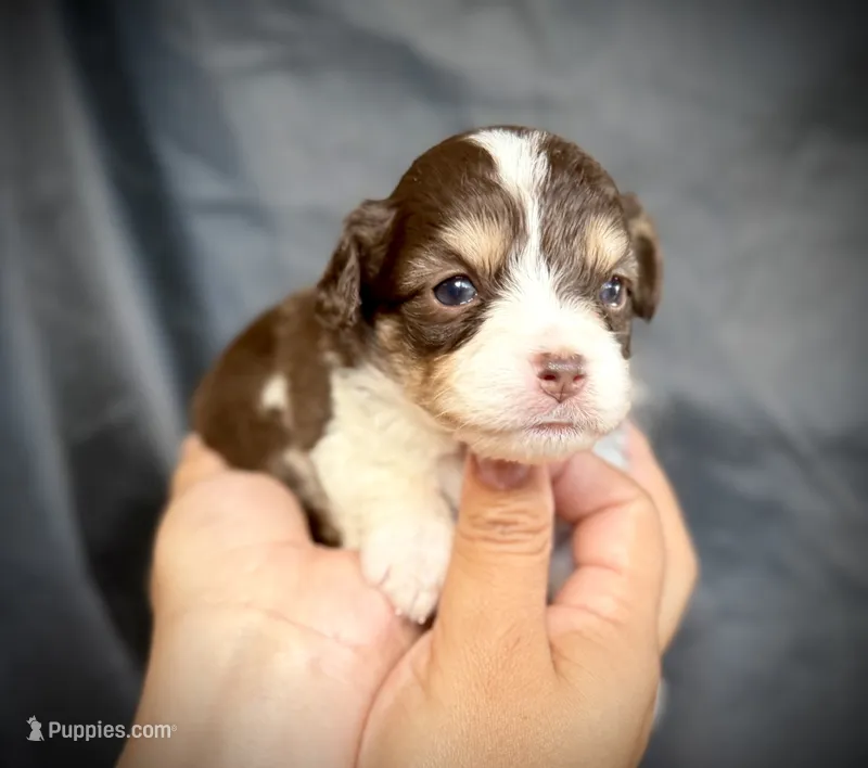 Twix  – Miniature Aussiedoodle puppy for sale in Los Angeles, CA