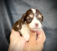 Twix , a female Miniature Aussiedoodle for sale in Los Angeles, CA – 1 of 3