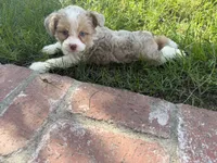 Maximus, a male Miniature Aussiedoodle for sale in Los Angeles, CA – 3 of 4