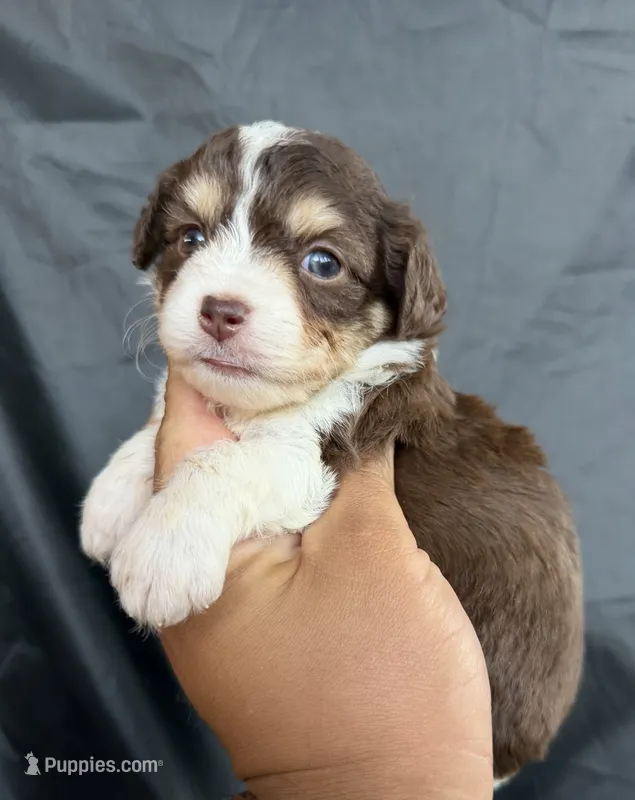 Twix  – Miniature Aussiedoodle puppy for sale in Los Angeles, CA