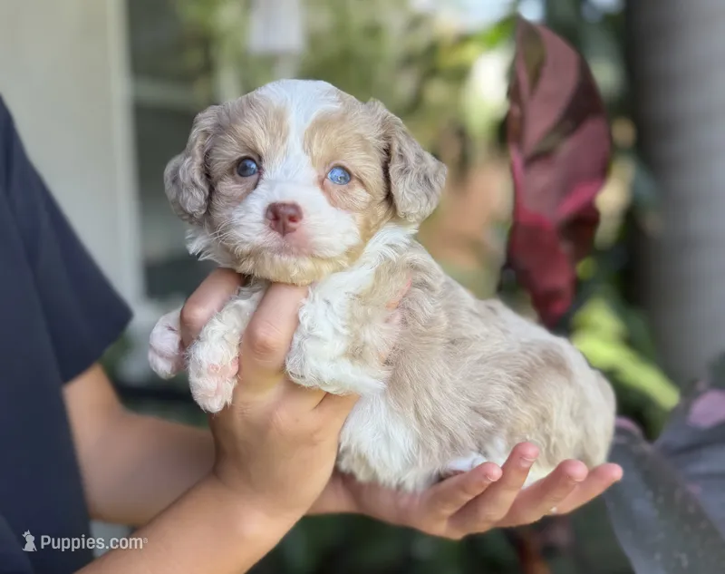 Maximus – Miniature Aussiedoodle puppy for sale in Los Angeles, CA