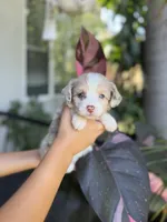 Diva, a female Aussiedoodle for sale in Los Angeles, CA – 6 of 8