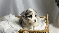 Poppy, a female Poodle - Toy  and Miniature Australian Shepherd for sale in Los Angeles, CA – 3 of 6
