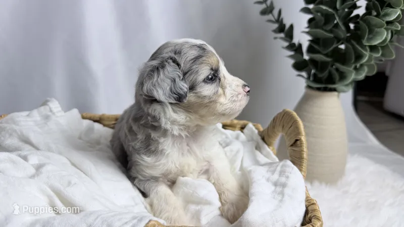 Poppy – Poodle - Toy , Miniature Australian Shepherd puppy for sale in Los Angeles, CA